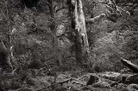 Long Standing, Hoh Rain Forest - Olymic National Park, Washington (8395 bytes) www.jeffkrewson.com
