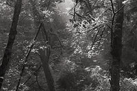 Lost Woods - Lynnwood, Washington (9812 bytes) www.jeffkrewson.com