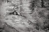 Two Marmots - Okanogan National Forest, Washington (10820 bytes) www.jeffkrewson.com