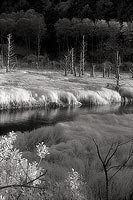 Marsh and Dead Trees - Siletz Bay, Oregon Coast (7991 bytes) www.jeffkrewson.com