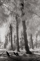 Ravens and Palm Trees - Death Valley, California (10365 bytes) www.jeffkrewson.com