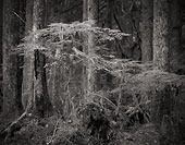 The Newcomer, Mountain Loop Highway - North Cascade Mountains, Washington (7730 bytes) www.jeffkrewson.com