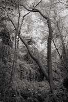Tree Arch, North Cascade Highway - Newhalem, Washington (13868 bytes) www.jeffkrewson.com