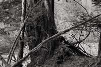 Tree Trunk and Branches, Middle Fork Taylor River - Alpine Lakes Wilderness, Washington(13132 bytes) www.jeffkrewson.com