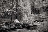 Two Trees and Stream - Central Oregon (11224 bytes) www.jeffkrewson.com