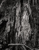 Wood Study 3, Mountain Loop Highway - North Cascade Mountains, Washington (7582 bytes) www.jeffkrewson.com