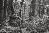 Winter Woods, Middle Fork Road - Taylor River, Western Washington (14514 bytes) www.jeffkrewson.com