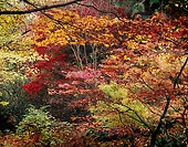 A Little Red, Washington Park Arboretum - Seattle, Washington (13280 bytes) www.jeffkrewson.com