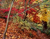 Acer Palmatum, Washington Park Arboretum - Seattle, Washington (10060 bytes)