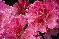 After Rain (11617 bytes) www.jeffkrewson.com