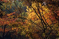 Afternoon Light, Washington Park Arboretum - Seattle, Washington (14855 bytes) www.jeffkrewson.com