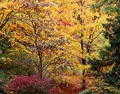 Aboretum 102, Washington Park Arboretum - Seattle, Washington (12609 bytes)