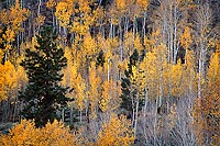 Autumn Hillside - Highway 12, Southern Utah (15309 bytes) www.jeffkrewson.com