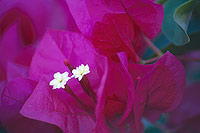 Bougainvillea (8466 bytes) www.jeffkrewson.com