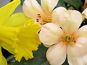 Daffodil and Friends (7139 bytes)