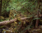 Deception Trail - North Cascade Mountains, Washington (11757 bytes) www.jeffkrewson.com