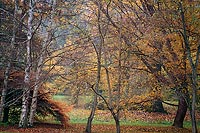 Dense Branches, Washington Park Arboretum - Seattle, Washington (13463 bytes) www.jeffkrewson.com