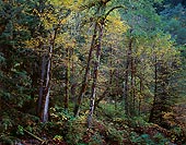 East Bank, Index River - North Cascade Mountains, Washington (11411 bytes) www.jeffkrewson.com