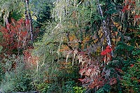 Autumn River Bank, South Fork Stillaguamish - North Cascade Mountains, Washington (14651 bytes) www.jeffkrewson.com