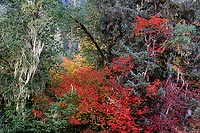 Autumn River Bank 2, South Fork Stillaguamish - North Cascade Mountains, Washington (14198 bytes) www.jeffkrewson.com