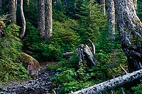 Fallen Tree and Stump, Boulder River Wilderness - Mt. Baker/Snoqualmie National Forest, Washington (14756 bytes) www.jeffkrewson.com