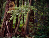 Federation Forest, Highway 410 - Cascade Mountains, Washington (8900 bytes)