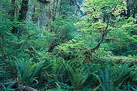 Ferns and Leaves, Hoh River Valley - Olympic National Park, Washington (9905 bytes) www.jeffkrewson.com