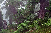 Fir Trees In Fog, Minotaur Lake - North Cascade Mountains, Washington (12517 bytes) www.jeffkrewson.com