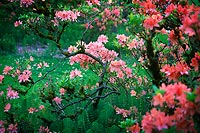 Flower Burst, Washington Park Arboretum - Seattle, Washington (14436 bytes) www.jeffkrewson.com