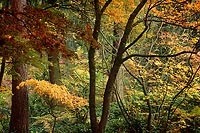 Forked Tree, Washington Park Arboretum - Seattle, Washington (14952 bytes) www.jeffkrewson.com