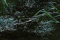 Grass On Water, Mountain Loop Highway - North Cascade Mountains, Washington (12420 bytes) www.jeffkrewson.com