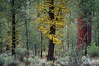 Moss Covered Branches - Highway 395, Central Oregon (13145 bytes) www.jeffkrewson.com