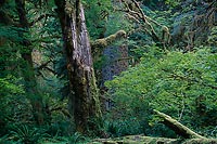 Scarred Giant, Hoh Rain Forest - Olympic National Park, Washington (12652 bytes) www.jeffkrewson.com