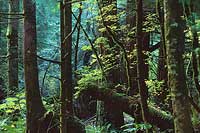 Index River Forest - North Cascade Mountains, Washington (11824 bytes)