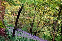 Lavender, Washington Park Arboretum - Seattle, Washington (15715 bytes) www.jeffkrewson.com