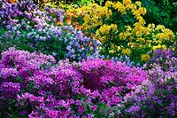 Lavender and Yellow, Washington Park Arboretum - Seattle, Washington (17044 bytes) www.jeffkrewson.com