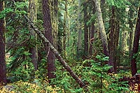 Leaning Tree, Bull of the Woods Widerness - Mt. Hood National Forest, Oregon (14875 bytes) www.jeffkrewson.com