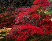 More Red, Washington Park Arboretum - Seattle, Washington (7562 bytes)