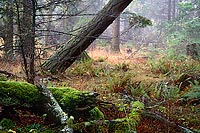 Moss Covered Log - San Juan Island, Washington (13480 bytes) www.jeffkrewson.com