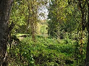 Mostly Green, Washington Park Arboretum - Seattle, Washington (13110 bytes)