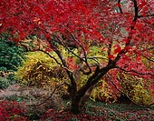 Peak Red, Washington Park Arboretum - Seattle, Washington (12170 bytes) www.jeffkrewson.com