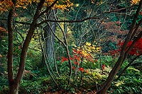 Red and Yellow, Washington Park Arboretum - Seattle, Washington (14858 bytes) www.jeffkrewson.com