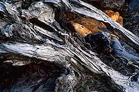 Rock In Stump - North Cascade Mountains, Washington (13881 bytes) www.jeffkrewson.com