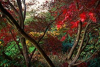 Rustling Leaves, Washington Park Arboretum - Seattle, Washington (13691 bytes) www.jeffkrewson.com