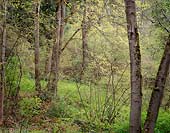 Spring Woods, Washington Park Arboretum - Seattle, Washington (7474 bytes)