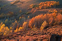 Fall Aspens - Steens Mountain, Southeast Oregon (12562 bytes) www.jeffkrewson.com