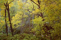 Summer Trees, Oak Creek Canyon - Highway 89A, Arizona (13386 bytes)