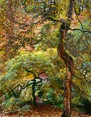 The Two, Washington Park Arboretum - Seattle, Washington (10542 bytes)