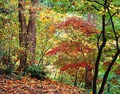 Three of Red, Washington Park Arboretum - Seattle, Washington (10290 bytes) www.jeffkrewson.com 