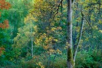 Tree On the Right, Washington Park Arboretum - Seattle, Washington (9780 bytes) www.jeffkrewson.com